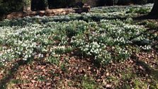 The ruins have over 40 varieties of snowdrops growing in the grounds