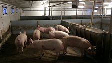 Pigs on a slatted flooring system