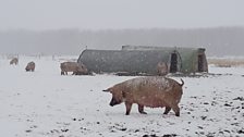 Outdoor pigs in the snow from the 'Beast from the East'