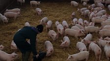 Kate Morgan filming pigs on straw for tv Look North