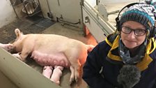 Anna Hill in a pig farrowing unit