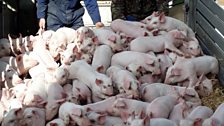 Piglet weaning day