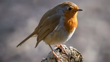 Robin Goch Gwarchodfa Natur Spinnies, ger Bangor - Howyn Roberts, Deiniolen.