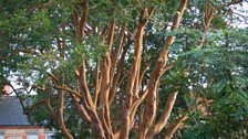 Large Myrtle Trees