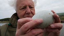 David Attenborough holding a swan’s egg