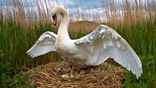 A male swan