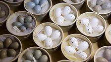 Egg clutches in The Natural History Museum at Tring