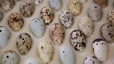 Guillemot egg collection