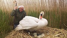 Attenborough observing a swan’s nest