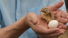 David Attenborough holds a jungle fowl chick