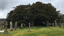 Could this be the oldest tree in Britain?