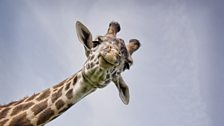 The giraffe – the tallest animal on earth