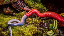 The giant red leech of Kinabalu