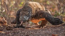 Our biggest lizard- the Komodo dragon