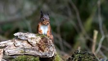 Lockerbie Red Squirrels