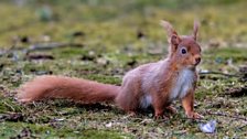 Lockerbie Red Squirrels