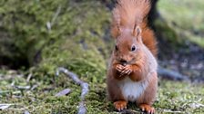 Lockerbie Red Squirrels