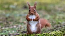 Lockerbie Red Squirrels