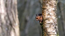 Lockerbie Red Squirrels