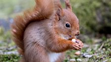 Lockerbie Red Squirrels