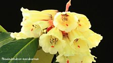 Rhododendron macabaenum