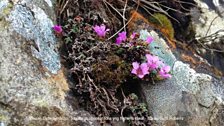 Tormaen Gyferbynddail / Saxifraga opposotifolia yng Nghwm Idwal