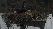 The clue was on a seat overlooking the black swans' nest.