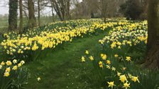 Julie was also impressed with the daffodils!