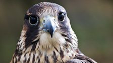 Rudi the peregrine falcon