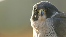 Moses the peregrine falcon