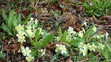 Primroses