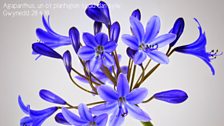 Agapanthus un o blanhigion Gwynedd Roberts