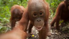 Orangutan selfie