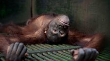 Orangutan in cage