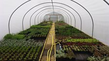 Polytunnel at Cilgerran