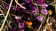 Gwenynen y Mynydd (Bombus monticola) yn bwydo ar y Dormaen.