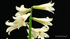Cardiocrinum giganteum