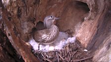 Duck finds cover