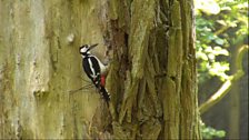 And then there's the woodpecker...