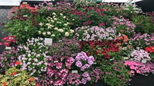 Nursery and Floral Pavillion