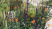 Geums and Salvias