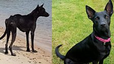 On an adventurous trip to the Amazon David discovered a stray dog who was soon to become his own