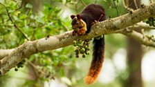 The Malabar Giant Squirrel