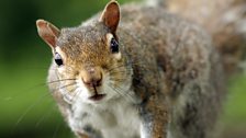 Grey Squirrels In The UK