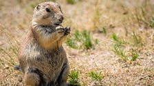 Prairie Dogs