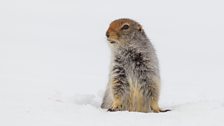 A Snowy Burrow