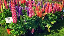 Lupins in flower