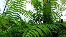 Ferns in Swinley Forest