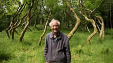 David Nash and 'Ash Dome'