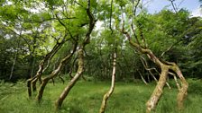 David Nash’s 'Ash Dome'